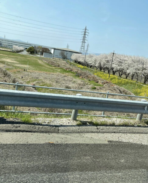 車内から見る桜