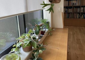 植物と造作デスク