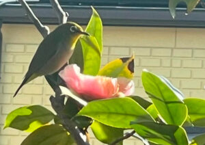 ヤブツバキにメジロが来た