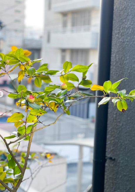 ヤブツバキの開花