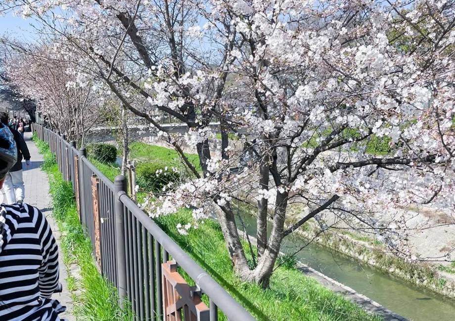 山崎川の桜